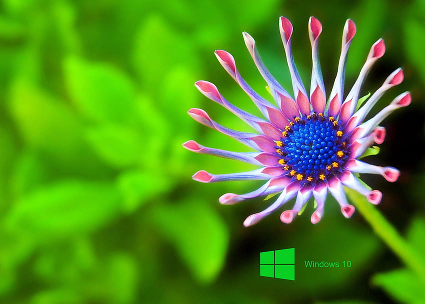 лаптоп за windows 10. Цвете, Най-доброто цвете, Макро графика природа HD тапет