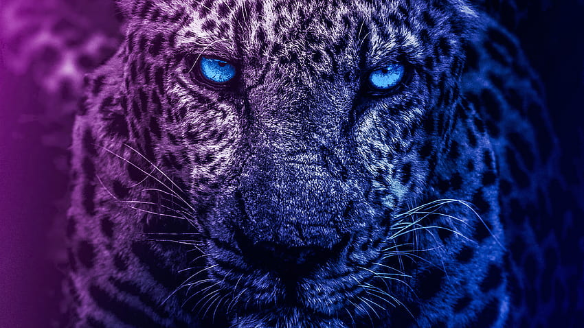 León Ojos azules, Animales, , , y , Animal azul fondo de pantalla