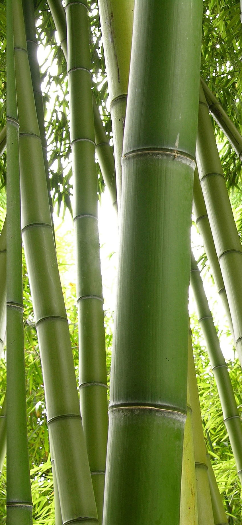 Green Bamboo, Nature IPhone 11 Pro XS Max, 背景 HD電話の壁紙