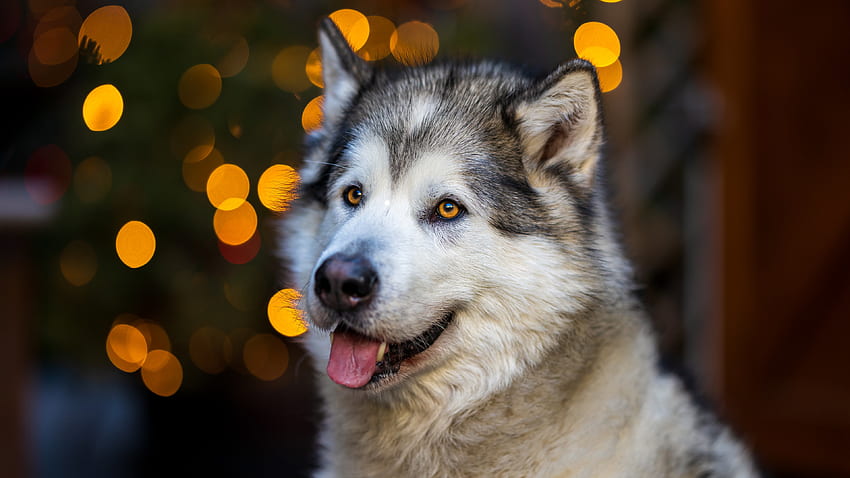 Perro Malamute de Alaska de ojos amarillos con la lengua afuera en luces amarillas Perro de Bokeh borroso fondo de pantalla