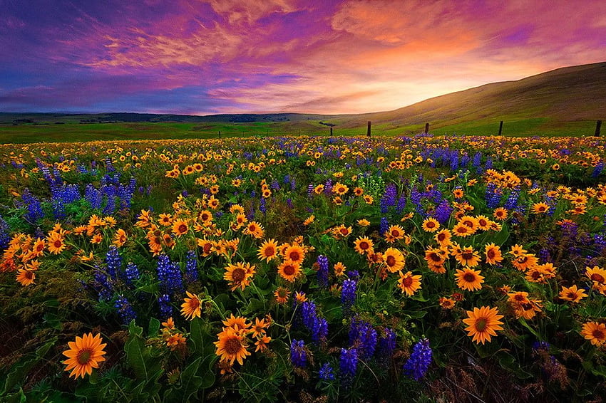 Pole Zachód Słońca Dolina Piękny Ładny. t, Dolina Kwiatów Tapeta HD