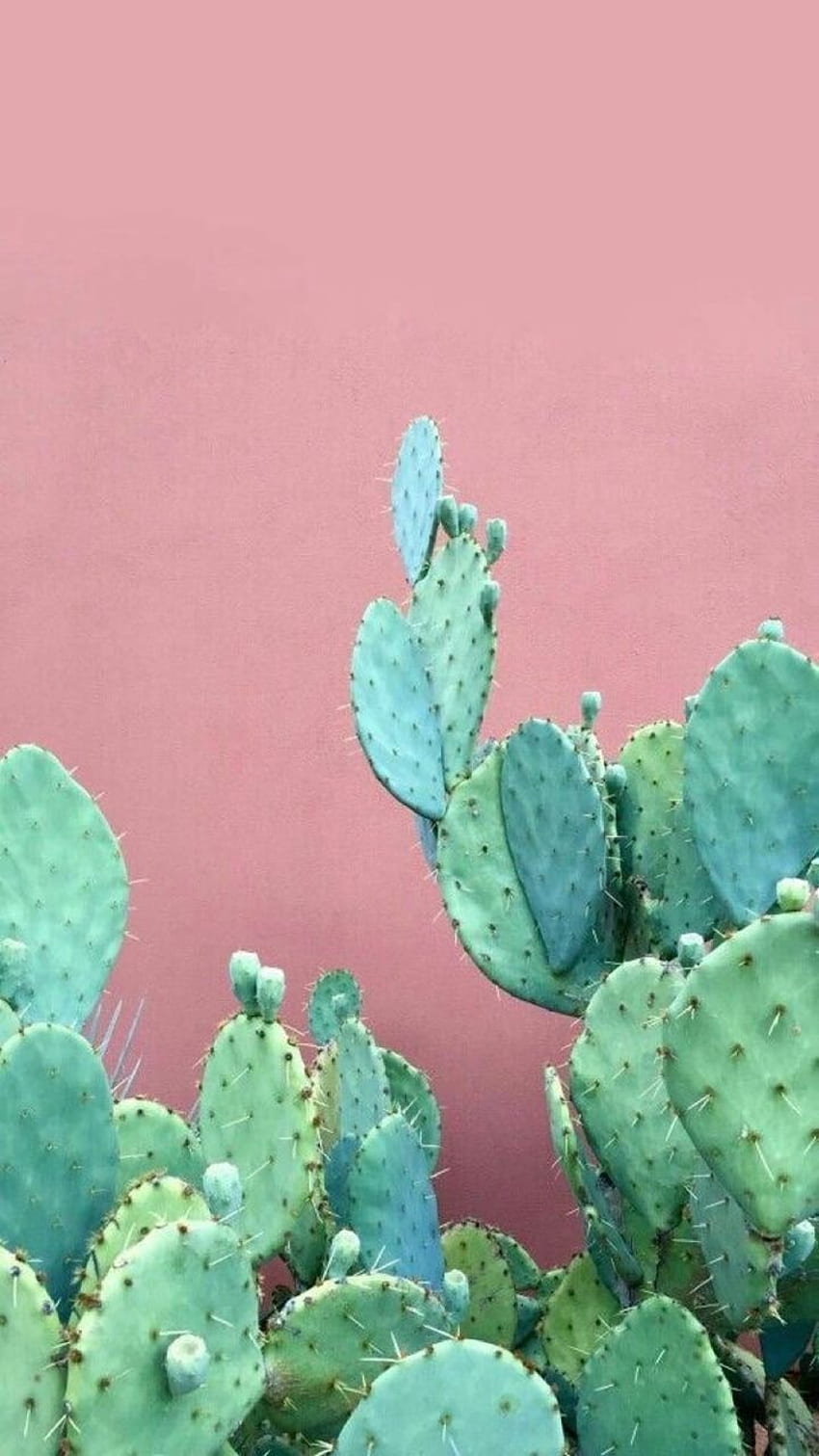 Estética rosa cactus fondo de pantalla del teléfono