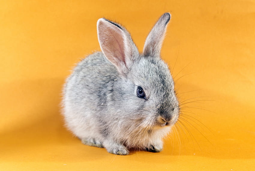 กระต่าย สัตว์ สีเหลือง น่ารัก กระต่าย วอลล์เปเปอร์ HD