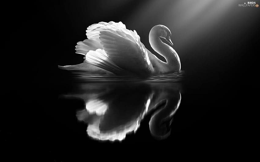 White, Black, Swans, Bird Data Src Swan - Swan Black And White HD wallpaper