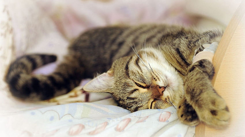 Tiere, Katze, hinlegen, liegen, verspielt, schlafen, träumen HD-Hintergrundbild