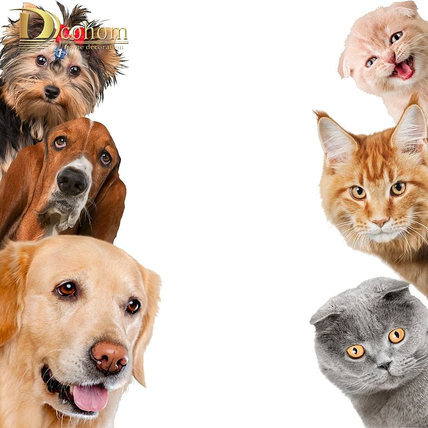 Hot Funny Animal Cat Dog 3D Stickers muraux Chambre de bébé Salon Fond d'écran de téléphone HD