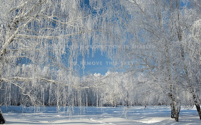 Snow Covered Willow Trees Weeping Forests HD wallpaper