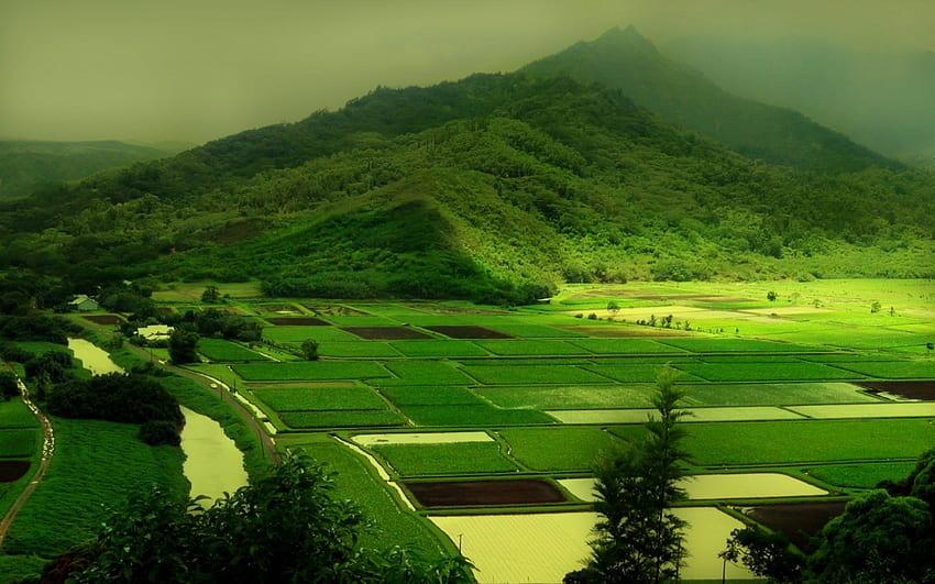 Green agriculture HD wallpapers | Pxfuel