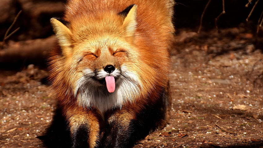 lis, zabawny, wystający język , Zwierzęta Tapeta HD