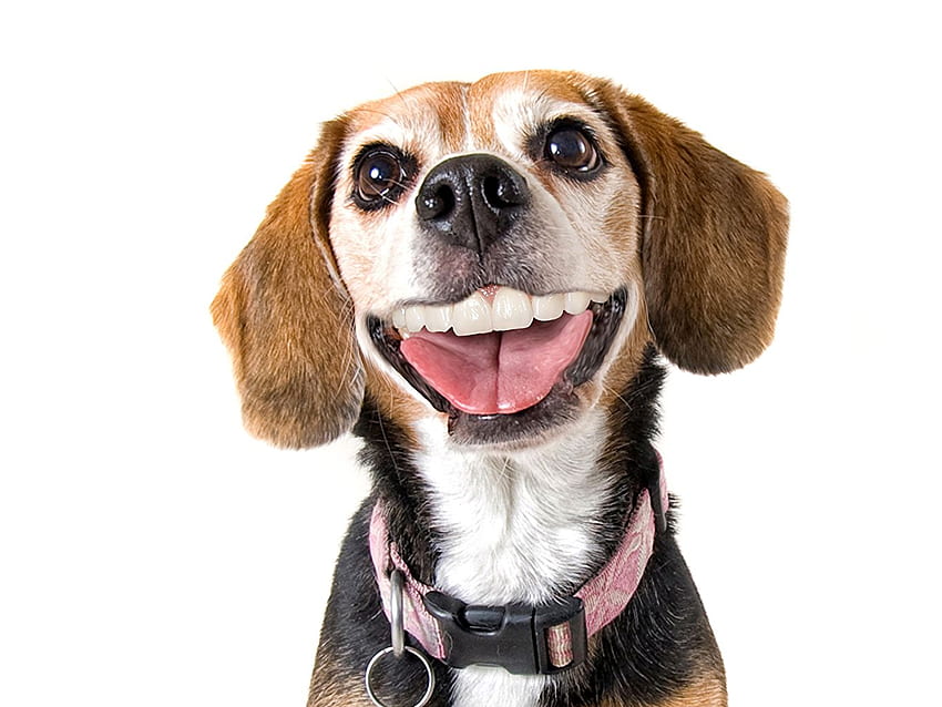 Beagle Chiens Sourire Dents animal Regarder fixement Fond d'écran HD