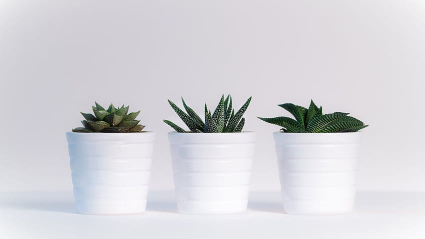 Minimalistische Ästhetik, minimalistische Pflanze HD-Hintergrundbild