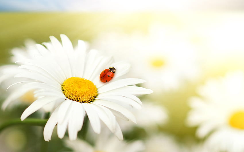 Flowers, Plants, Insects, Camomile, Ladybugs HD wallpaper