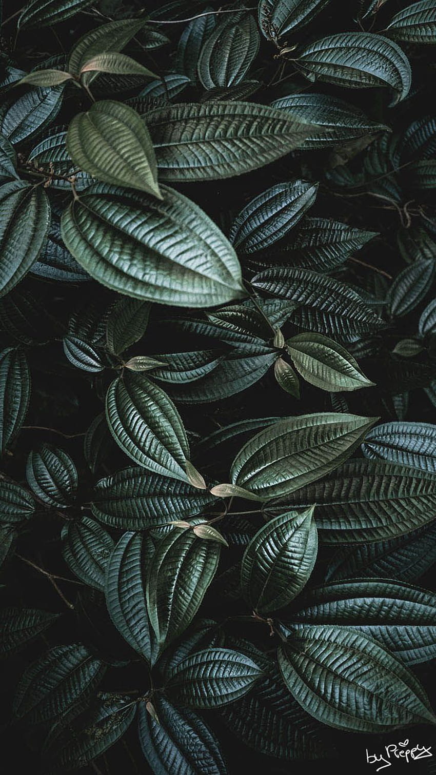 Tropical Jungle iPhone X, Palm Leaves HD phone wallpaper