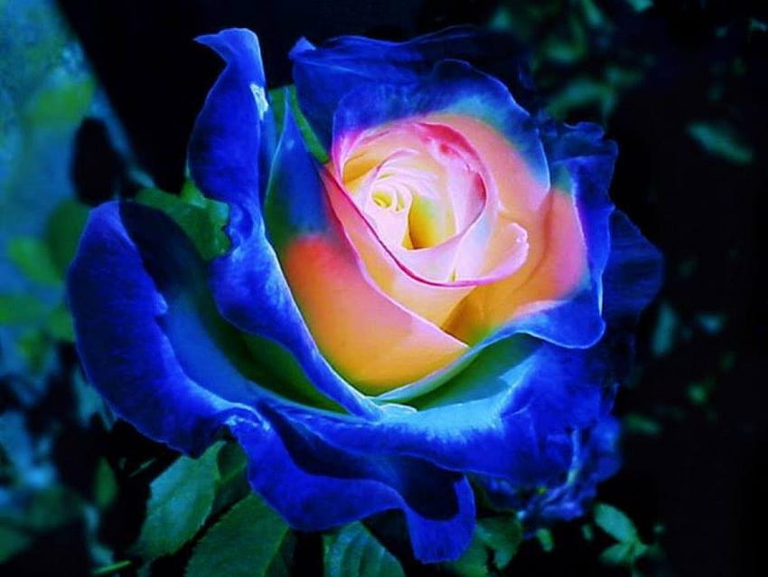 Wspaniała róża, niebieska, róża, duża, płatki, wspaniała, piękna Tapeta HD