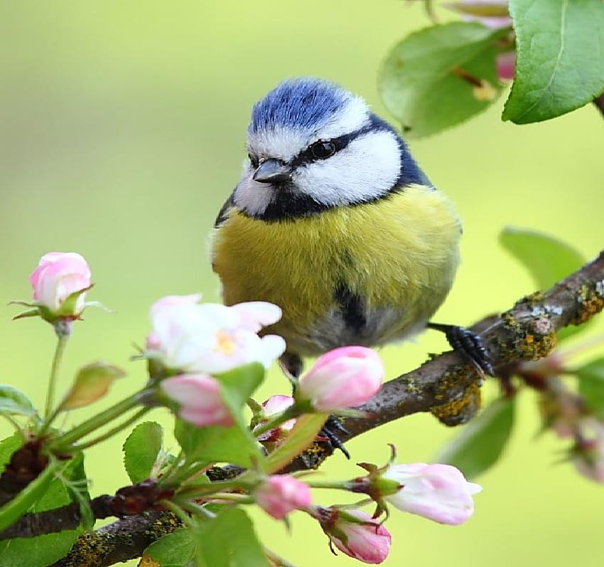 Little Bird, branch, apple blossoms, leaves, bird, cute, little HD wallpaper