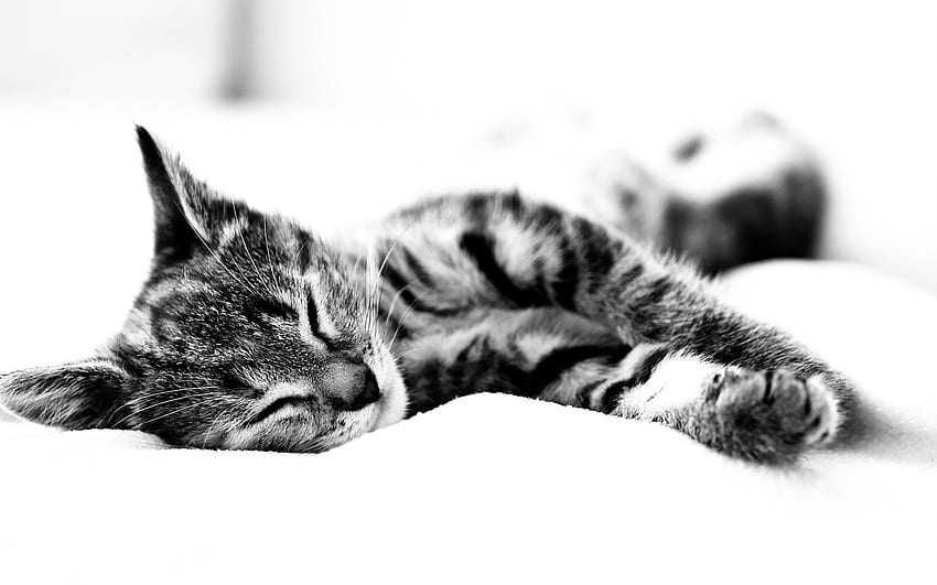動物, 猫, うそをつきます, Bw, Chb, 睡眠, 夢, 毛布 高画質の壁紙