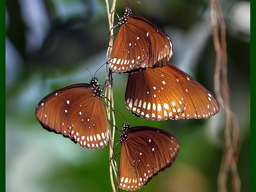 Brown Butterflies, butterflies, brown, beautiful HD wallpaper