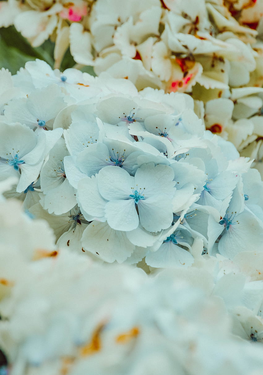Blumen, Blüte, Blüte, Hortensie, Blütenstand HD-Handy-Hintergrundbild