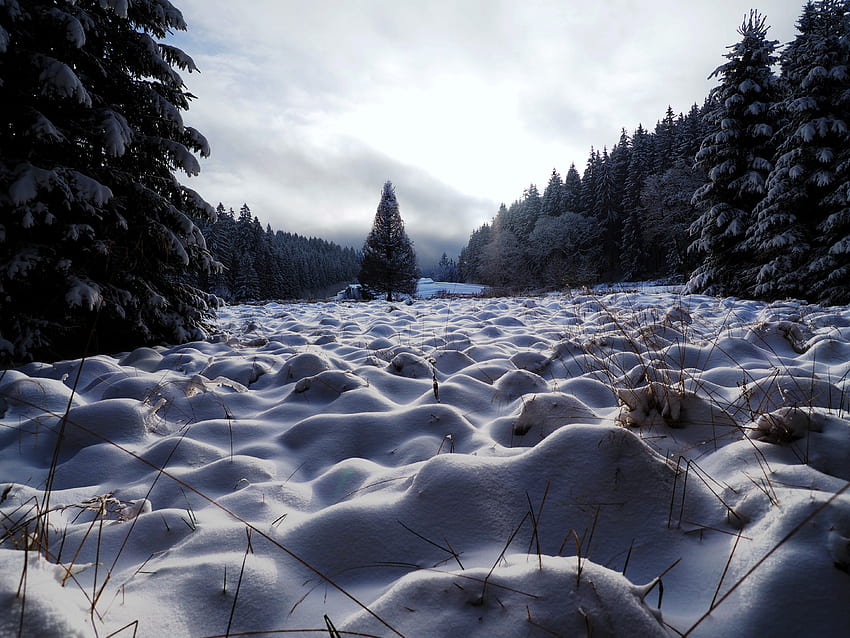 Winter, Nature, Trees, Snow, Field HD wallpaper