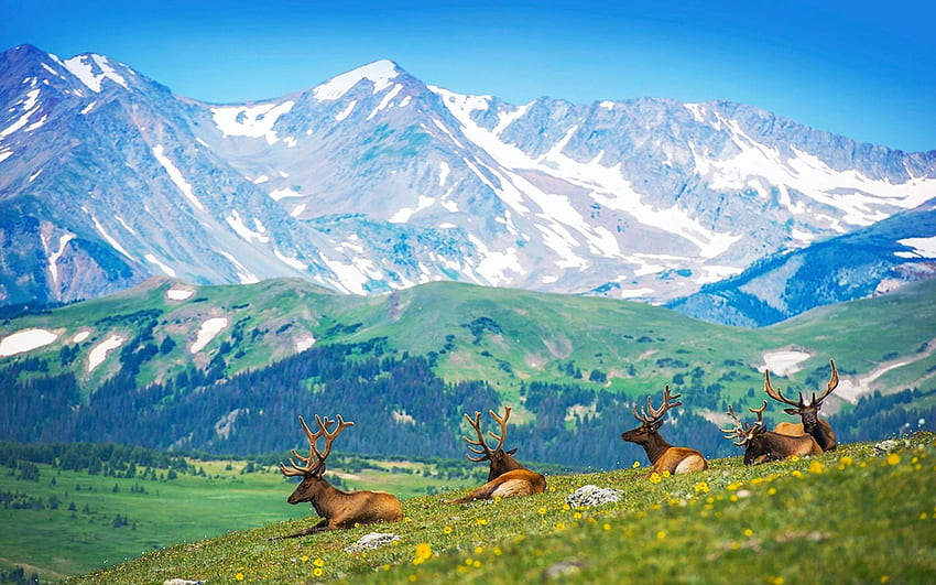 Mountain Elk, Silver Ridge Peaks, Southern Rocky Dağları, çayır, kayalar, hayvanlar, ağaçlar, gökyüzü, ABD HD duvar kağıdı