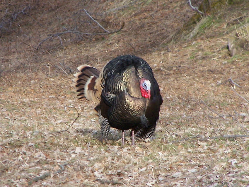 The Jacob Springs Hillbillies: January 2011, Strutting Wild Turkey HD ...