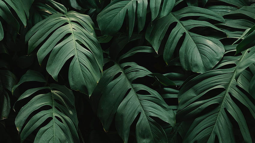 green leaves from the jungle : , Jungle Green HD wallpaper