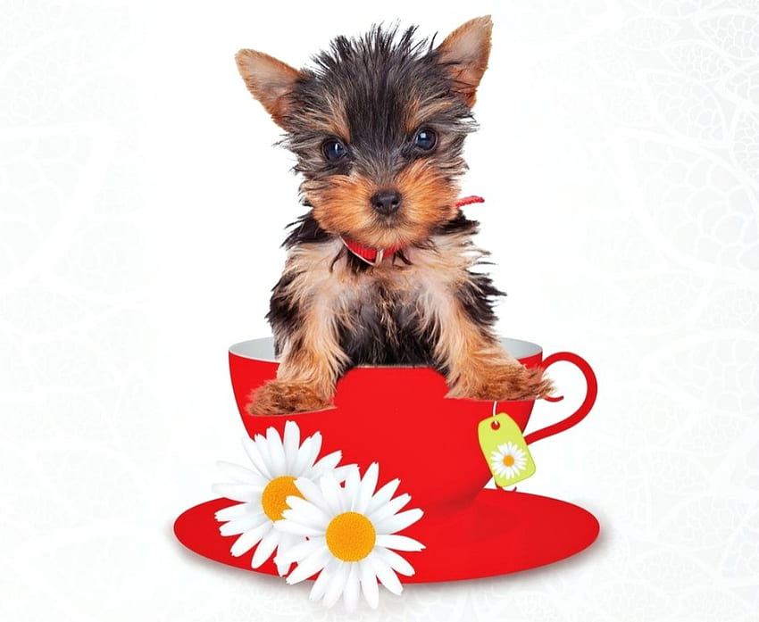 Кученце, куче, сладко, животно, бяло, чай, сладък, чаша, маргаритка, цвете, червено, йоркширски териер, карта, лапа, кейн HD тапет