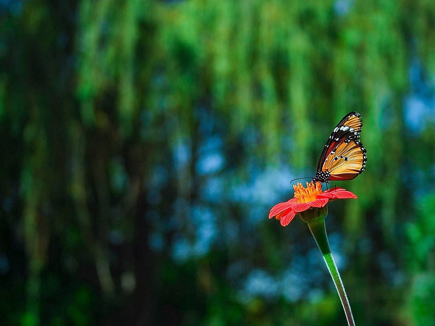 Animals, Flower, Flight, Butterfly, Handsomely, It's Beautiful, Greased, Smeared HD wallpaper