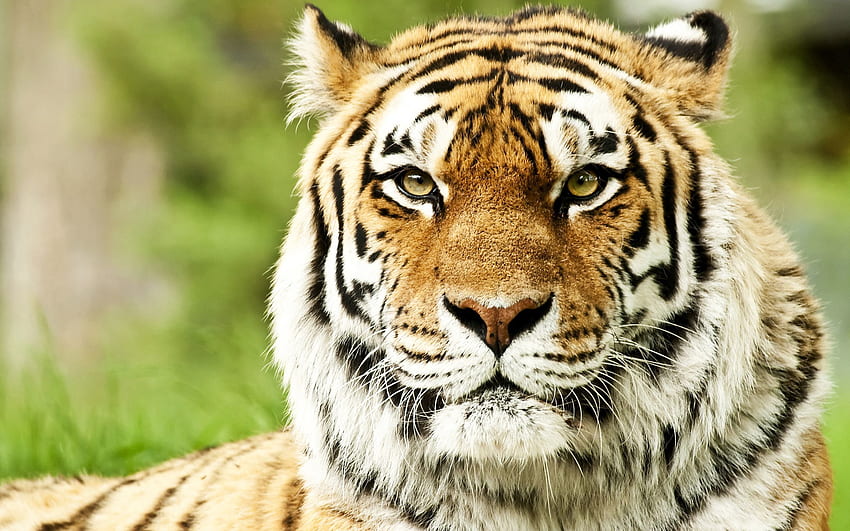 Animali, muso, strisce, predatore, colore, tigre Sfondo HD