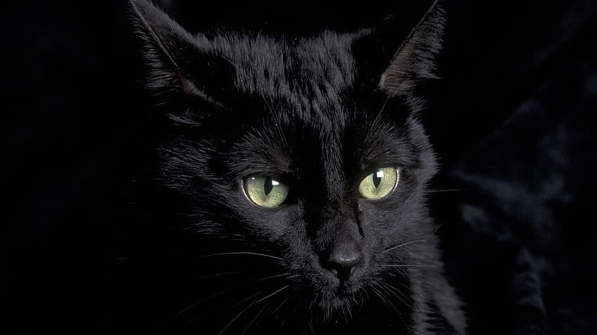 할로윈 검은 고양이 클립 아트, 귀여운 할로윈 고양이 HD 월페이퍼