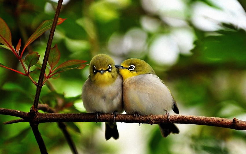 Una coppia di innamorati, ramo, foglia, uccello, albero Sfondo HD