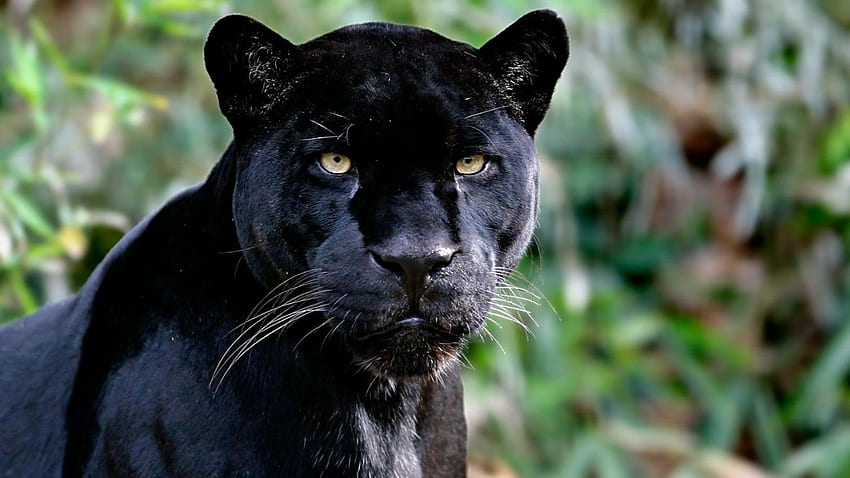 Black Jaguar, animal, Jaguar, black, forest HD wallpaper
