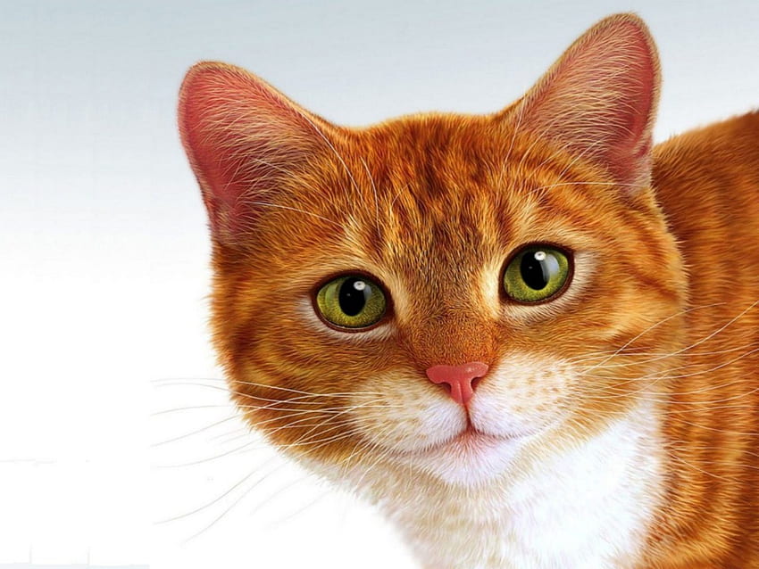 Cara de gato, Cara de gato png , ClipArts na biblioteca de clipart, Caras engraçadas de gato papel de parede HD