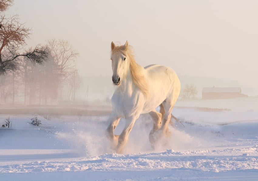 Kuda putih, lari, binatang Wallpaper HD