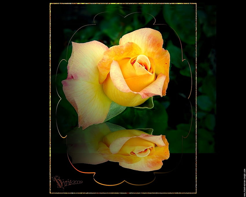 żółte róże, odbicie, róże, obramowane, kwiat, fleur, natura Tapeta HD