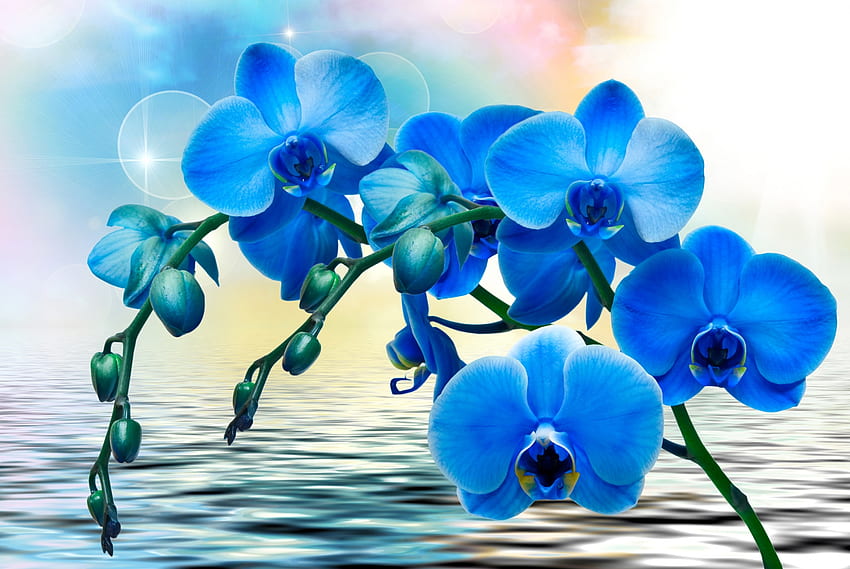 Orchidee blu, blu, carta, orchidea, fiore Sfondo HD