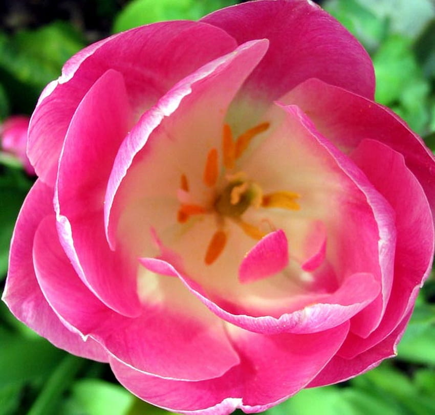 Volle Blüte, rosa, voll, Blütenblätter, Blume, Blüte, Creme HD-Hintergrundbild