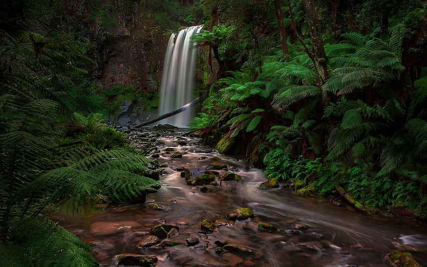 водопад, дъждовна гора, джунгла, папрат, Австралия HD тапет