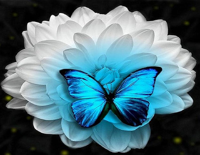 Blüte und Blau, Schwarz und Blau, Weiß, Schmetterling, Blume, Morpho, schillernd, groß HD-Hintergrundbild