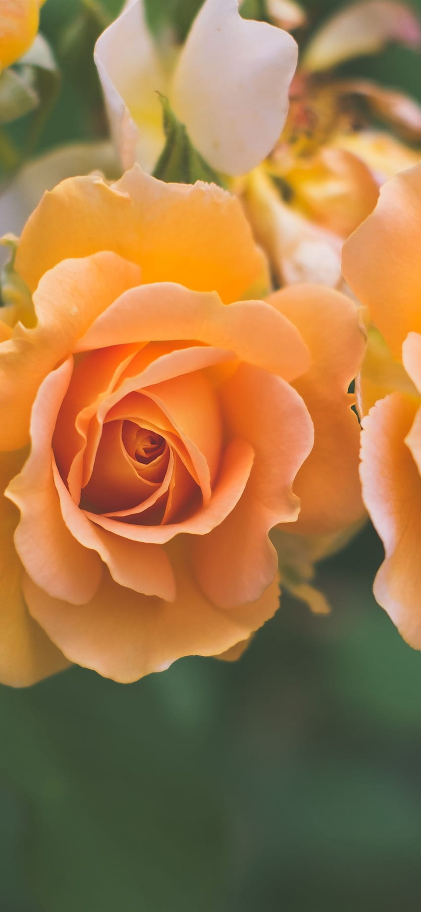 Orange Roses Close Up, Hazy Background IPhone 11 Pro XS Max , Background HD phone wallpaper