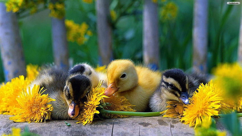 Cute Baby Ducks [] for your , Mobile & Tablet. Explore Baby Duck . Duck , Ducks Unlimited for Computer, Ducks, Cute Duck Computer HD wallpaper