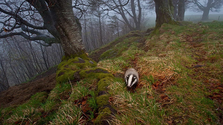 European badger foraging in the Black Forest, Germany HD wallpaper