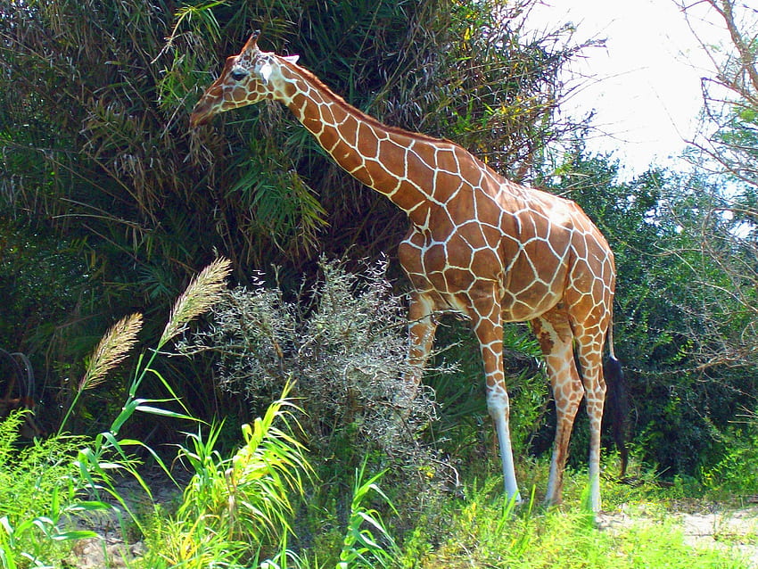 Giraffenspaziergang, Giraffe, wilde Tiere, Safari, Park HD-Hintergrundbild