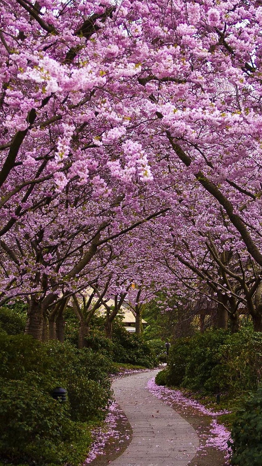 あなたの庭の桜の木。 桜、藤 iPhone HD電話の壁紙