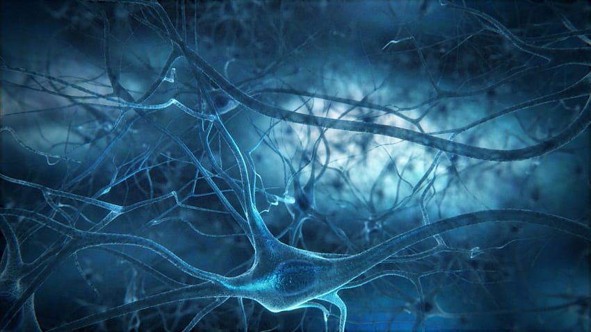 Neuroscience - Cerveau Neurone - & Fond, Cerveau Bleu Fond d'écran HD