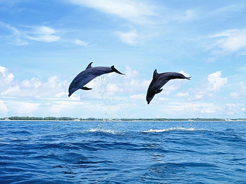 Tiere, Natur, Delfine HD-Hintergrundbild