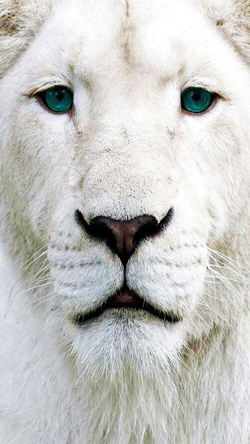 Top 38+ imagen wallpapers de leones blancos - Abzlocal.mx