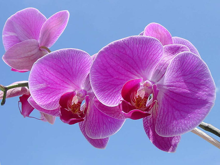 Orchidea rosa lavanda, delicata, cerise, fiore, colore, fioritura Sfondo HD