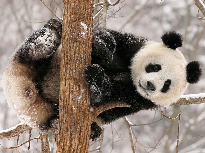 Zabawna Panda - Zabawna. Galeria zabawnych magów, Crazy Panda Tapeta HD