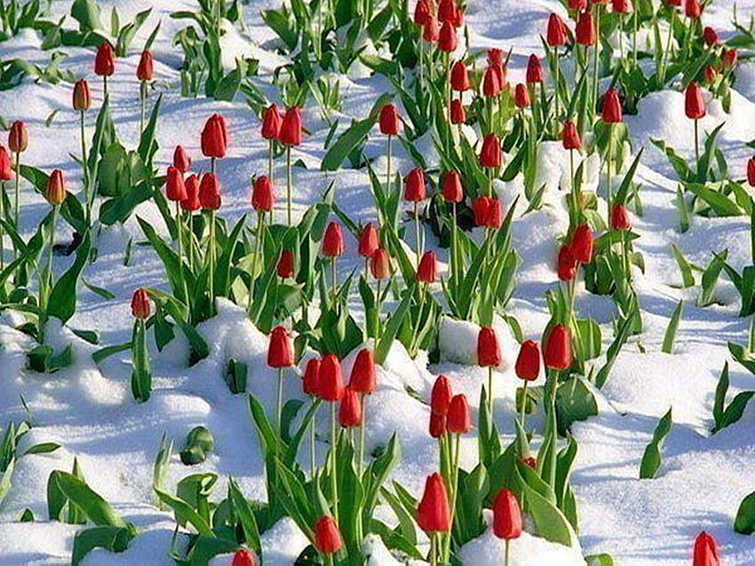 ดอกไม้: Winter Tulips Snow Frost Seasons Ice Blooms Flower, Wintergarden วอลล์เปเปอร์ HD